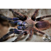 Orphnaecus sp blue Panay / Blue panay earthtiger 3fh   (1cm)